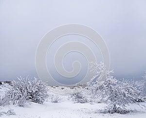 Amazing winter landscape with snow covered trees