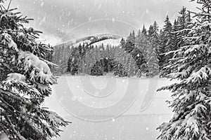 Amazing winter landscape with snow, fir forest, mountains and sky. Outdoor travel black and white background