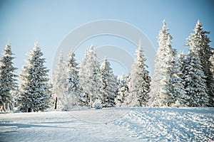 amazing winter landscape with snowy fir trees in the mountains