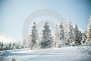 amazing winter landscape with snowy fir trees in the mountains