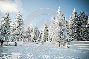 amazing winter landscape with snowy fir trees in the mountains