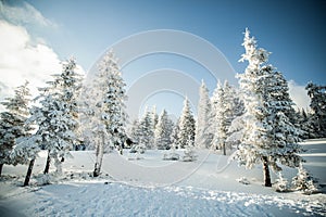 amazing winter landscape with snowy fir trees in the mountains