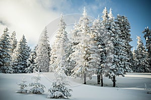 amazing winter landscape with snowy fir trees in the mountains