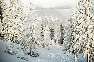 amazing winter landscape with snowy fir trees in the mountains