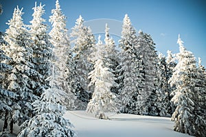 amazing winter landscape with snowy fir trees in the mountains