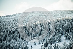 amazing winter landscape with snowy fir trees in the mountains