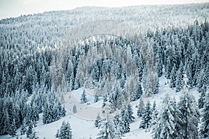 amazing winter landscape with snowy fir trees in the mountains