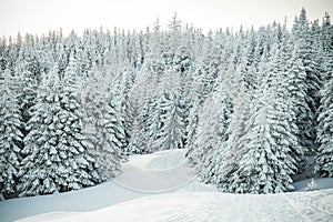 amazing winter landscape with snowy fir trees in the mountains