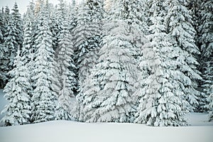 amazing winter landscape with snowy fir trees in the mountains