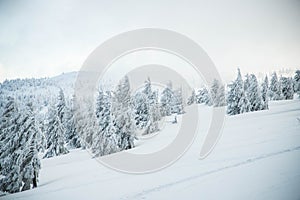 amazing winter landscape with snowy fir trees in the mountains