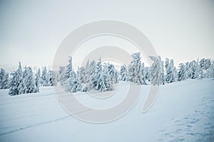 amazing winter landscape with snowy fir trees in the mountains