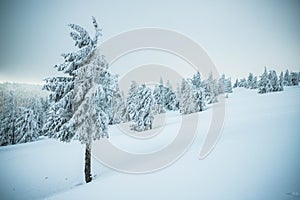 amazing winter landscape with snowy fir trees in the mountains