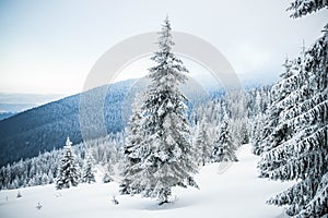 amazing winter landscape with snowy fir trees in the mountains