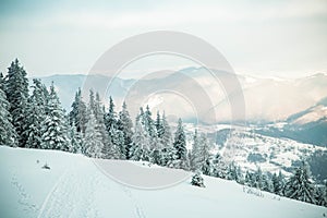 amazing winter landscape with snowy fir trees in the mountains