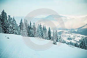 amazing winter landscape with snowy fir trees in the mountains