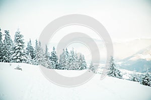 amazing winter landscape with snowy fir trees in the mountains