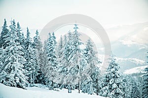 amazing winter landscape with snowy fir trees in the mountains