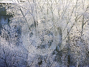 Amazing winter landscape of sparkling frozen trees