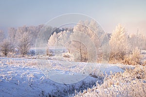 Amazing winter landscape. Trees and plants with hoarfrost on snowy meadow in clear morning. Christmas background