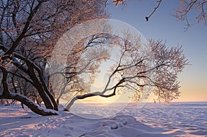 Amazing winter nature landscape at colorful sunset. Tree with hoarfrost in warm sunlight. Foggy and frosty evening with bright sun