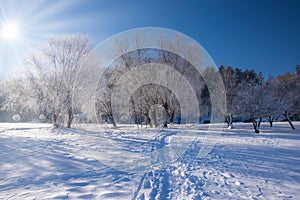 Amazing winter scenery with bare trees covered by frost on snowy meadow under blue sky