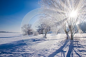 Amazing winter scenery with bare trees covered by frost on snowy meadow under blue sky