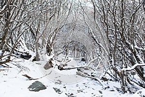 Amazing winter season at Yading Nature Reserve in Sichuan, China