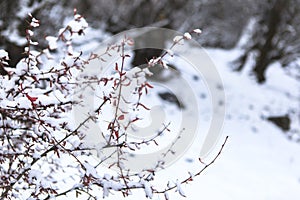 Amazing winter season at Yading Nature Reserve in Sichuan, China