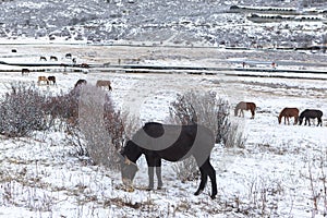 Amazing winter season at Yading Nature Reserve in Sichuan, China