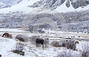 Amazing winter season at Yading Nature Reserve in Sichuan, China