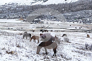 Amazing winter season at Yading Nature Reserve in Sichuan, China