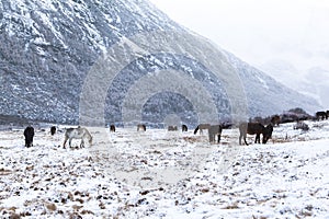 Amazing winter season at Yading Nature Reserve in Sichuan, China