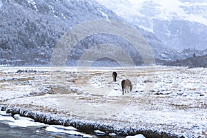 Amazing winter season at Yading Nature Reserve in Sichuan, China