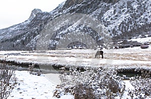 Amazing winter season at Yading Nature Reserve in Sichuan, China