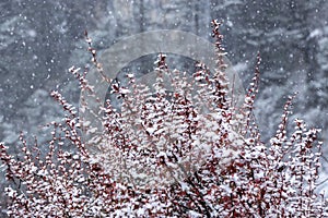 Amazing winter season at Yading Nature Reserve in Sichuan, China