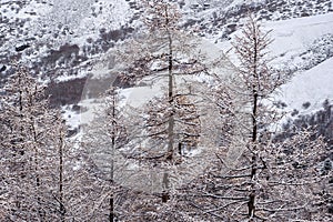 Amazing winter season at Yading Nature Reserve in Sichuan, China