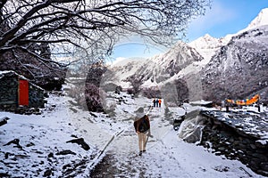 Amazing winter season at Yading Nature Reserve in Sichuan, China