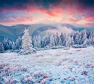 Amazing winter sunrise in Carpathian mountains with snow cowered