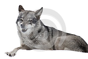 Amazing Wolf blinked isolated