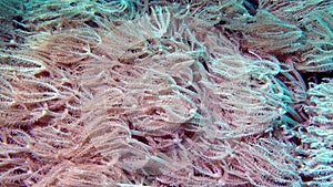 Amazing Xenia Coral - underwater world of Tulamben, Bali, Indonesia.