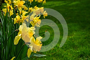 Amazing Yellow Daffodils flower field in green garden . spring background, flower landscape. frame of daffodils flowers