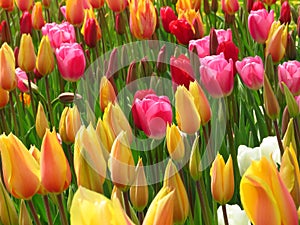 Amazing yellow red diverse tulips and tulip buds blooming in a park. Aladdin, Prince carnaval, Ruby red tulips. 