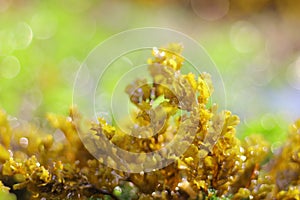 Amazing yellow seaweed in indonesian photo