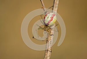 Amazing yellow, white and red stripped spider Enoplognatha ovata in forest green clearing on a summer morning