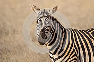 Amazing Zebra portrait. Tsavo west national park. Kenya. Africa