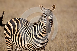 Amazing Zebra portrait. Tsavo west national park. Kenya. Africa