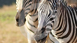 Amazing zebras stand in the bright sun in hot savannah. African safari