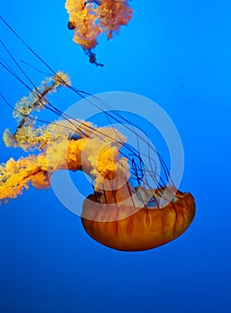 Amazingly beautiful marine organisms