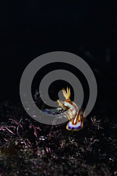 Amazingly beautiful nudibranch crawling underwater