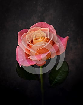 Amazingly beautiful, orange with a rose with a yellow middle on a dark background